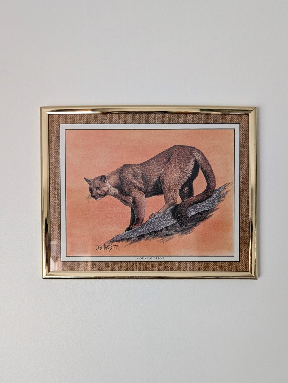 Bob Haynes Mountain Lion Framed Print/Painting